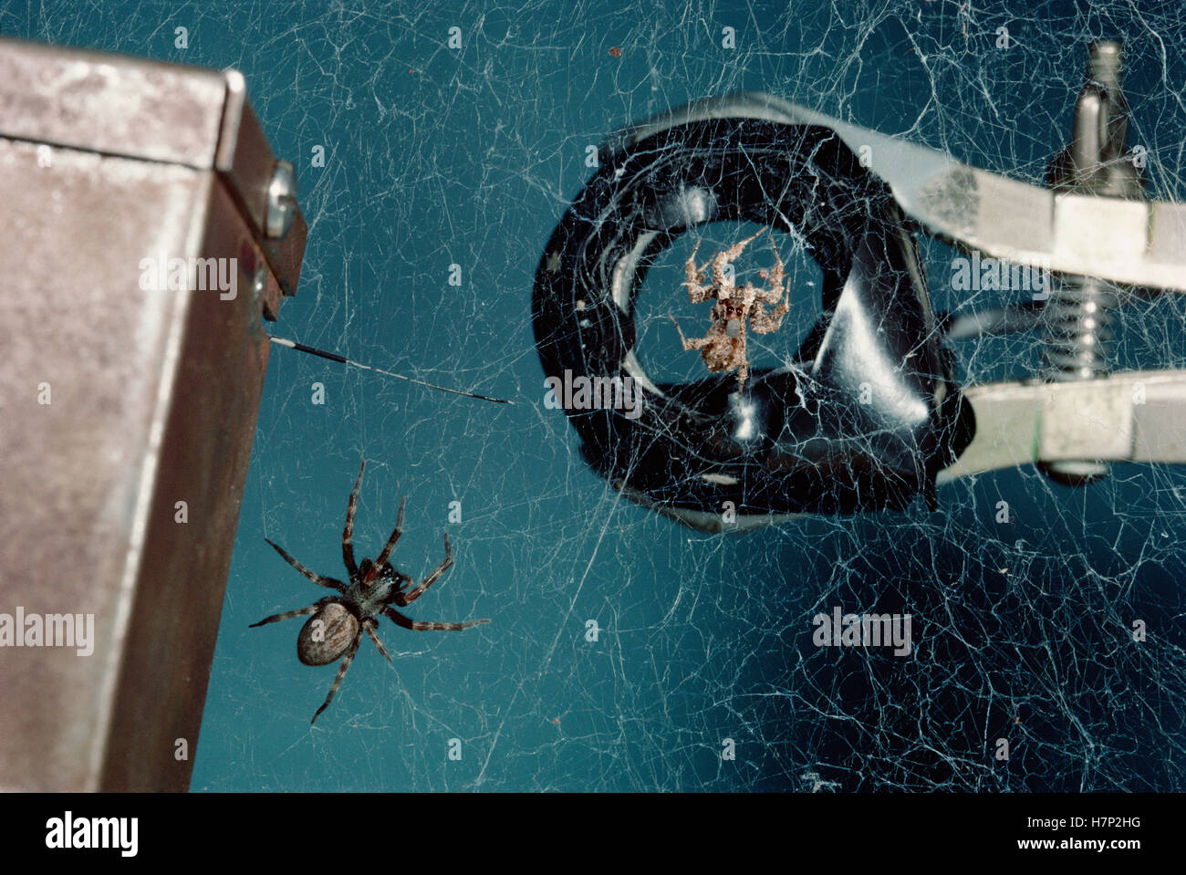 Jumping Spider (Portia fimbriata) hunting behavior imitated by magnet by vibrating spider web, part of Stim Wilcox's research, Stock Photo