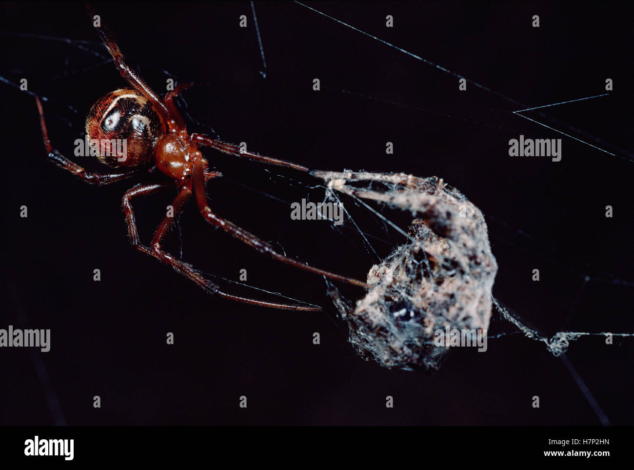 Spider (Achaearanea camura) from nearby web, startled by Jumping Spider