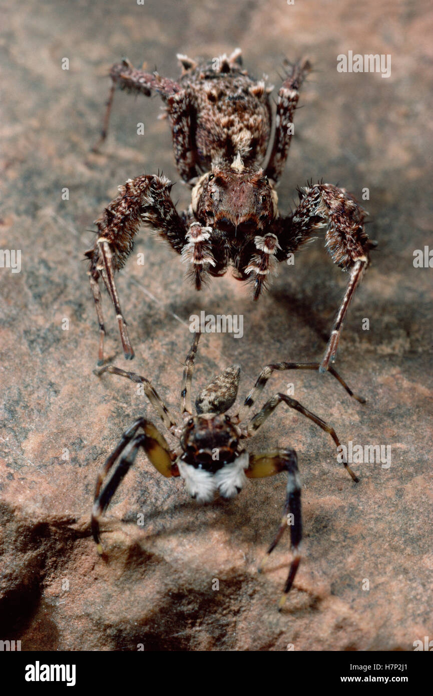 Jumping Spider (Portia fimbriata) stalking jumping spider, if the sharp