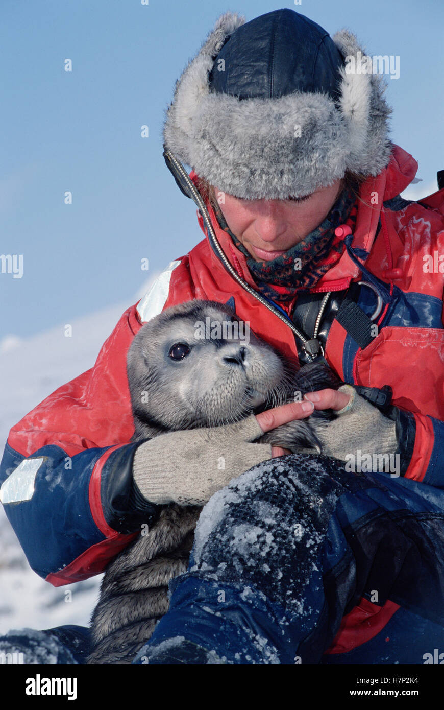 Bearded Seal (Erignathus barbatus) researcher pulls pup from mother to ...