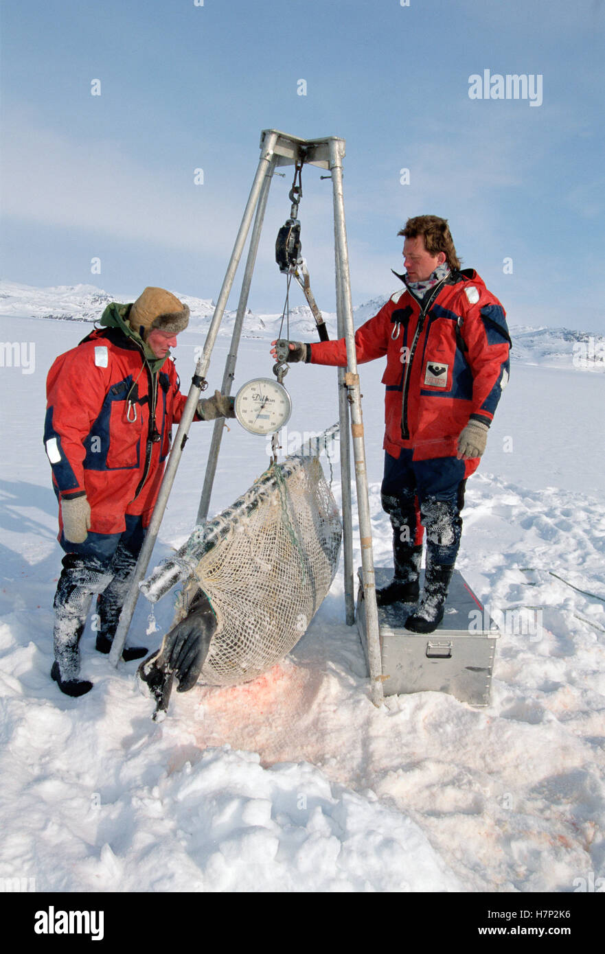 Bearded Seal (Erignathus barbatus) researchers weighing adult, Svalbard ...