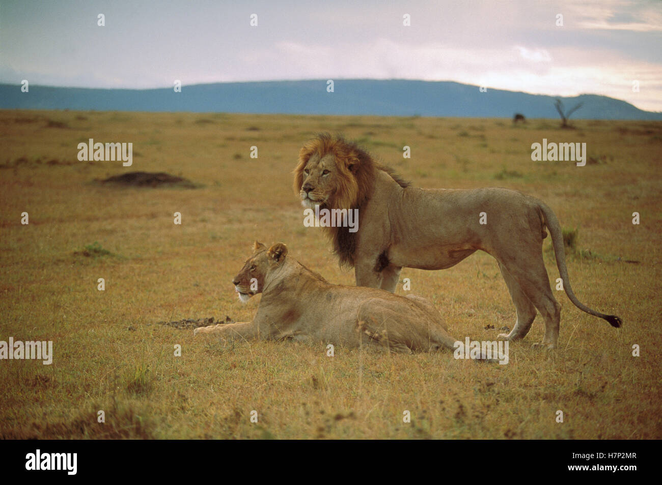 African Lion (Panthera leo) male and female, Masai Mara National ...