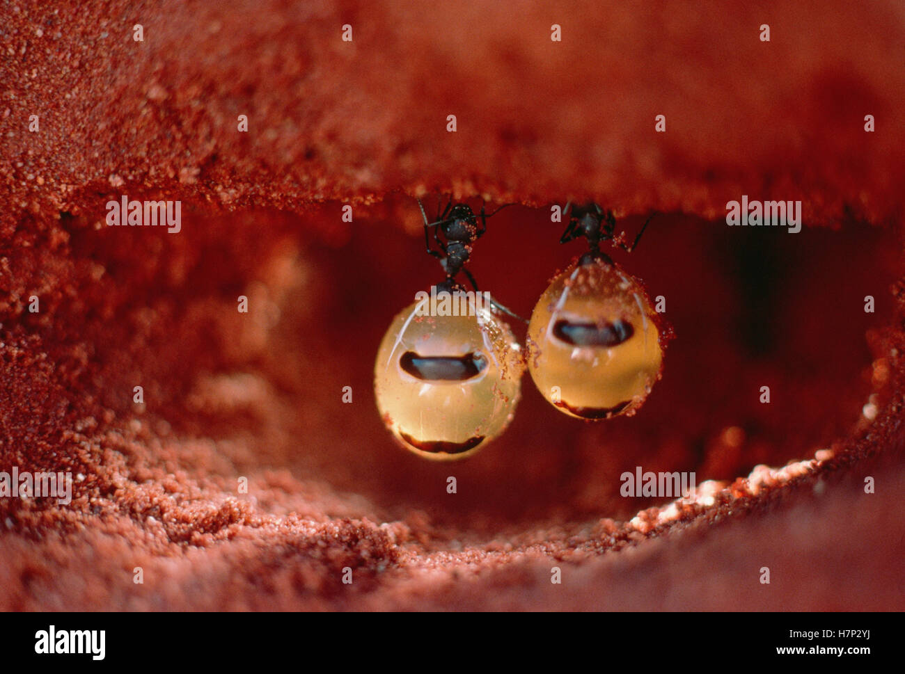 Honeypot Ant (Camponotus inflatus) repletes hanging from ceiling of