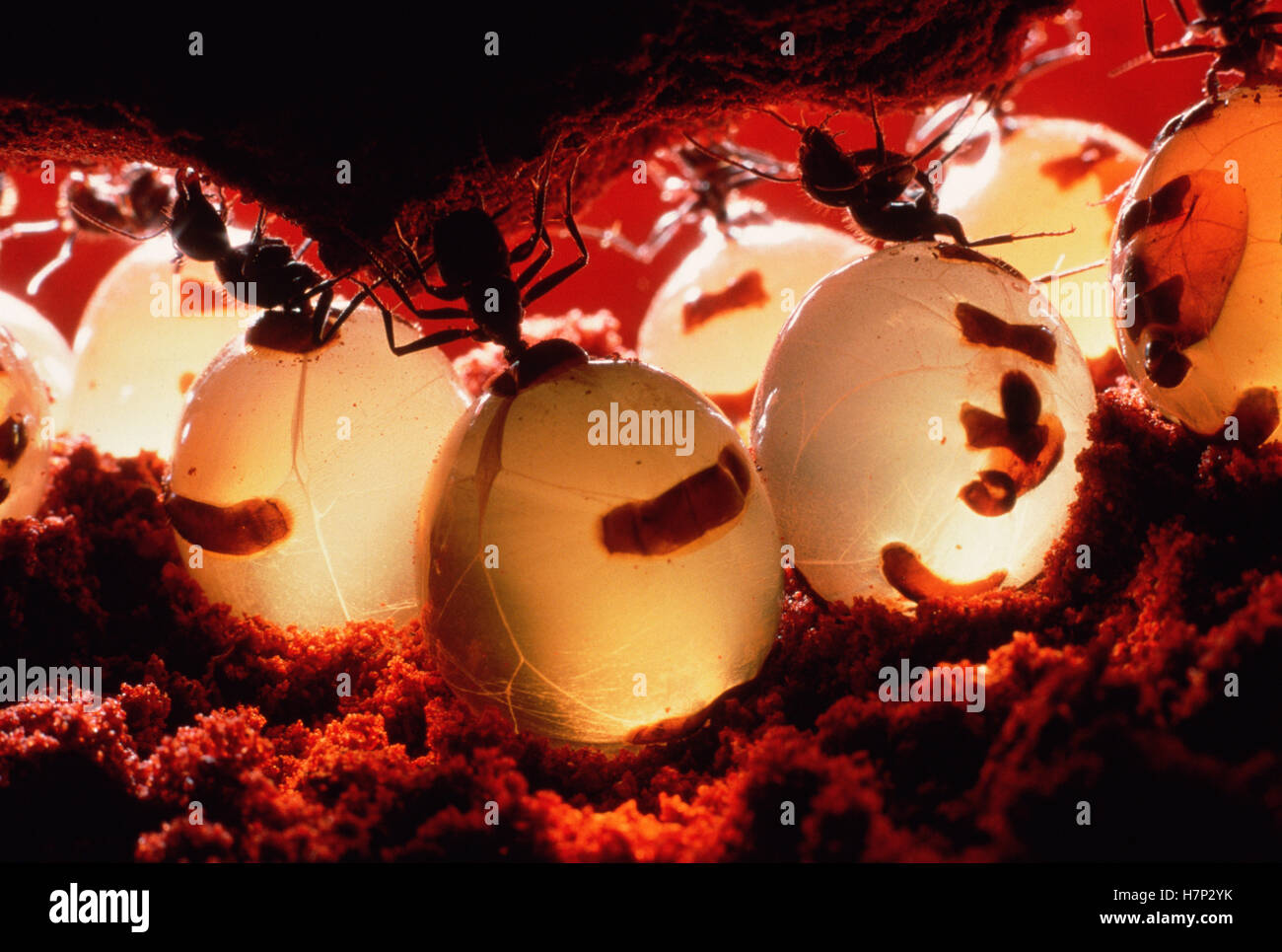 Honeypot Ant (Camponotus inflatus) repletes hanging from ceiling of