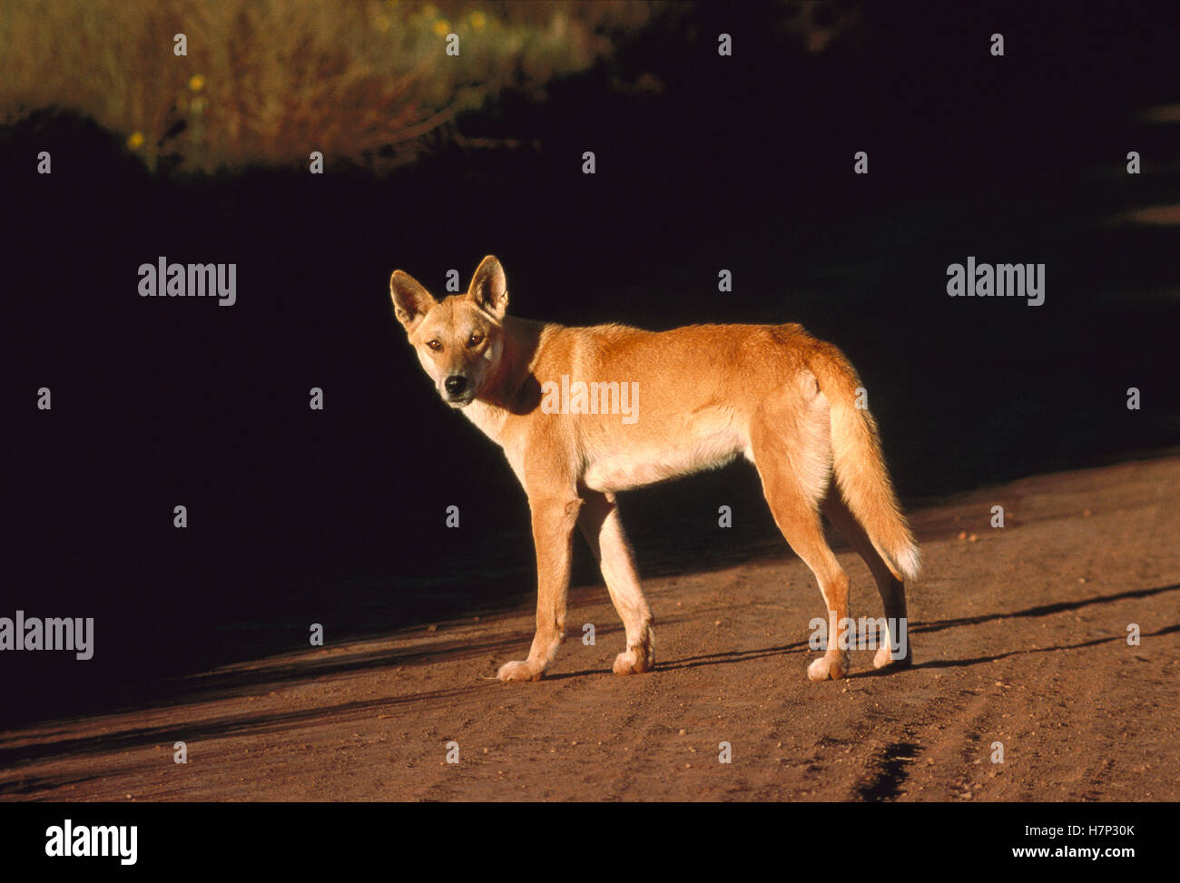 Dingo (Canis lupus dingo) standing in dirt road, Australia Stock Photo