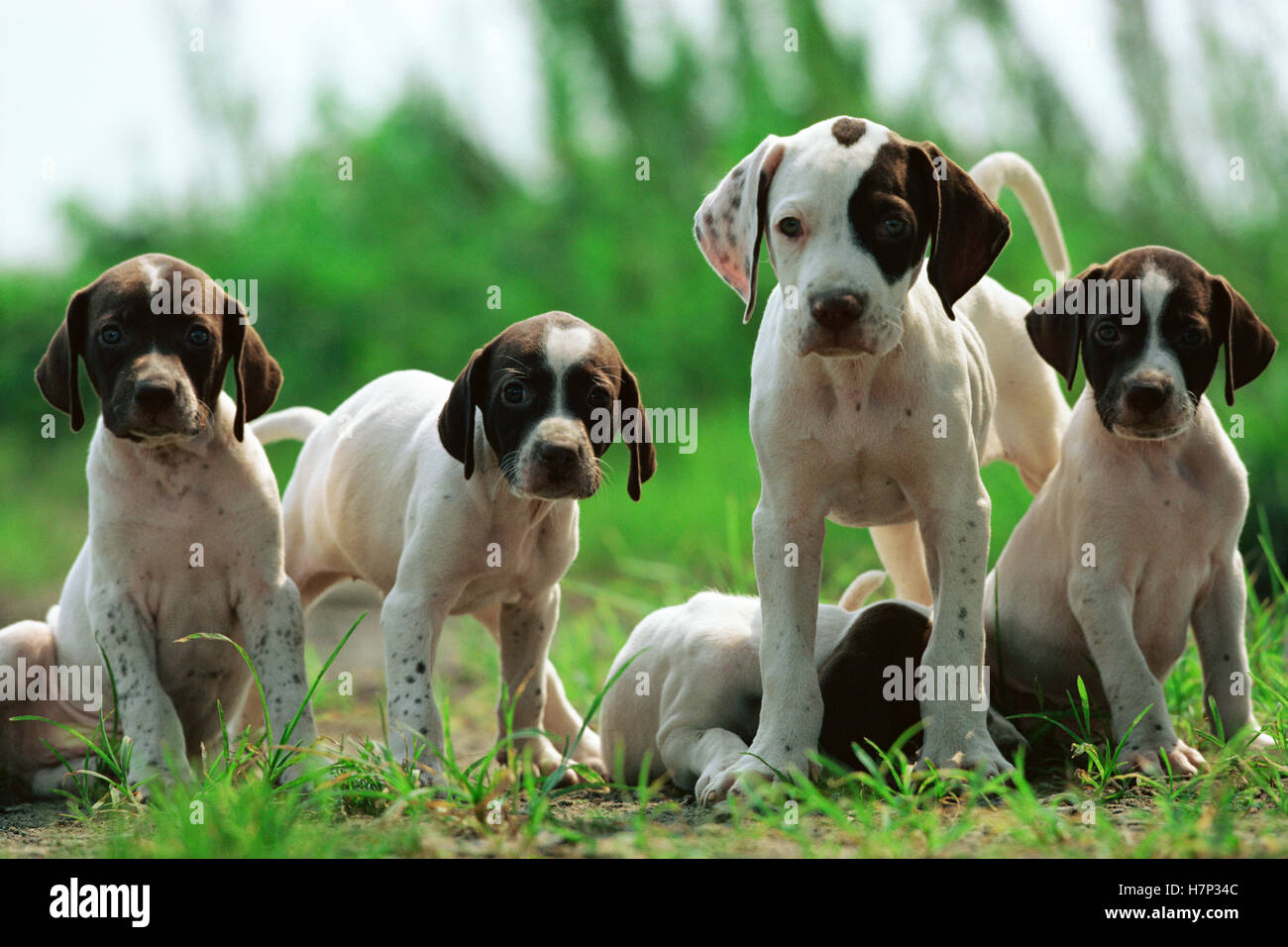 Pointer (Canis familiaris) puppy group, Japan Stock Photo - Alamy
