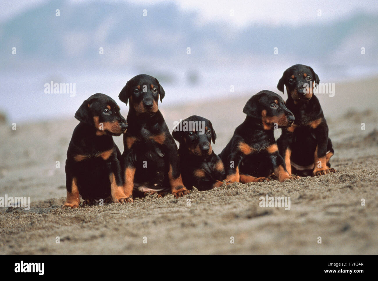 Doberman Pinscher (Canis familiaris) five puppies on the beach, Japan