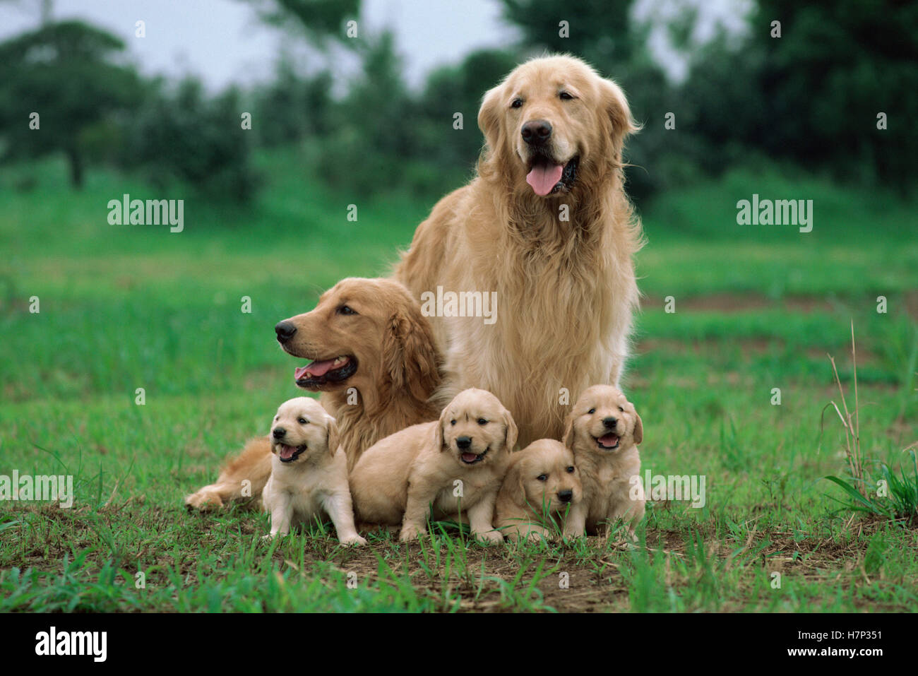 Golden Retriever (Canis familiaris) parents with litter of puppies