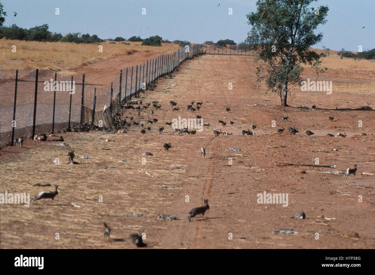 European Rabbit Pest European Rabbit (Oryctolagus cuniculus) group along Dingo fence, once ...