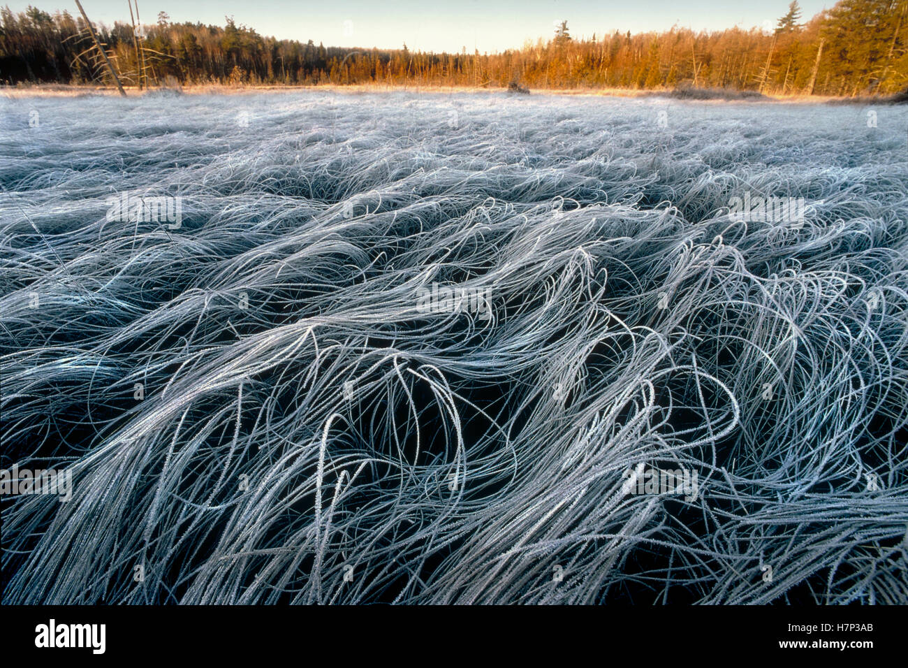 Frost covered meadow, Minnesota Stock Photo Alamy