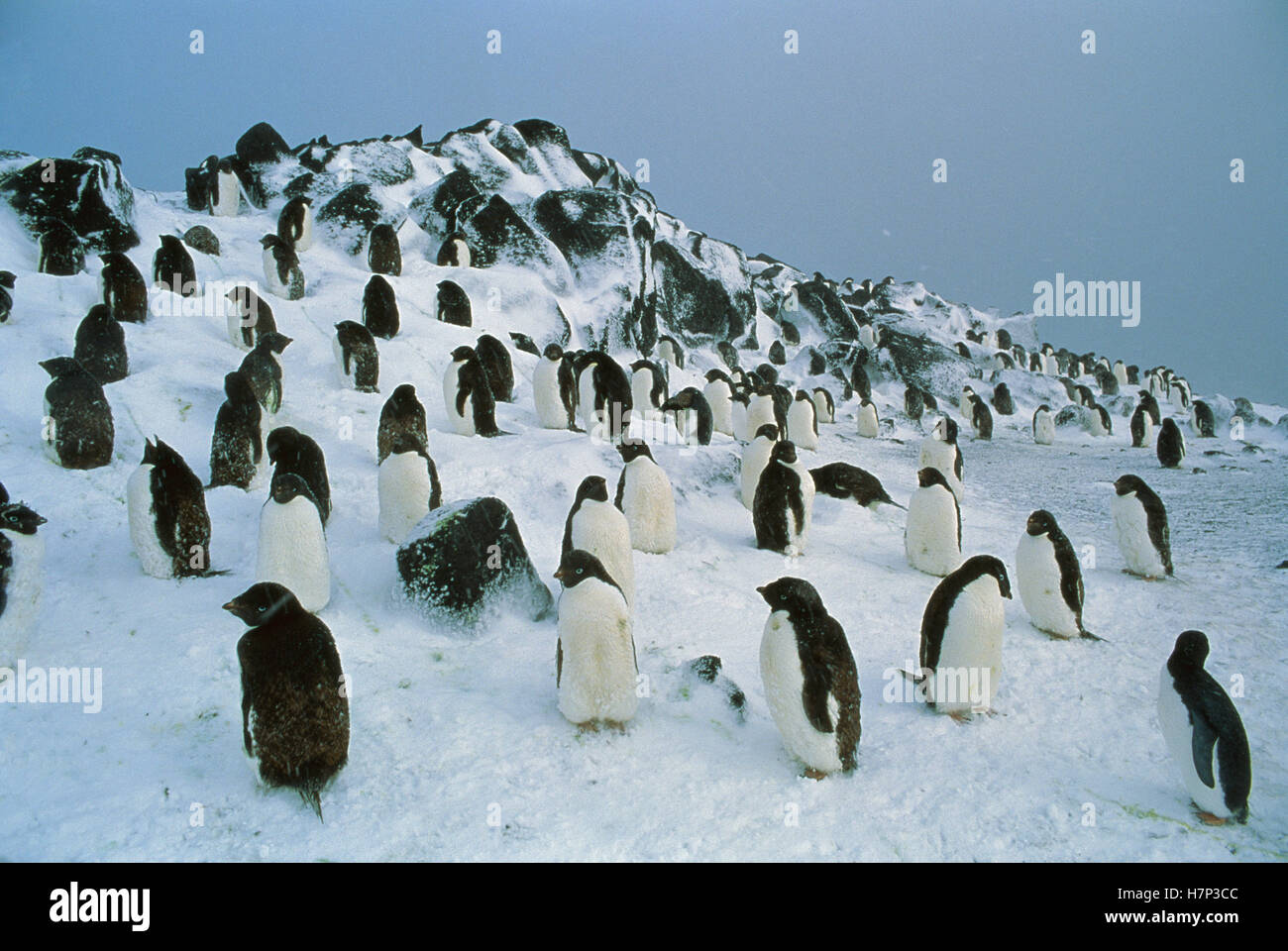 Adelie Penguin (Pygoscelis adeliae) nesting colony on hillside ...