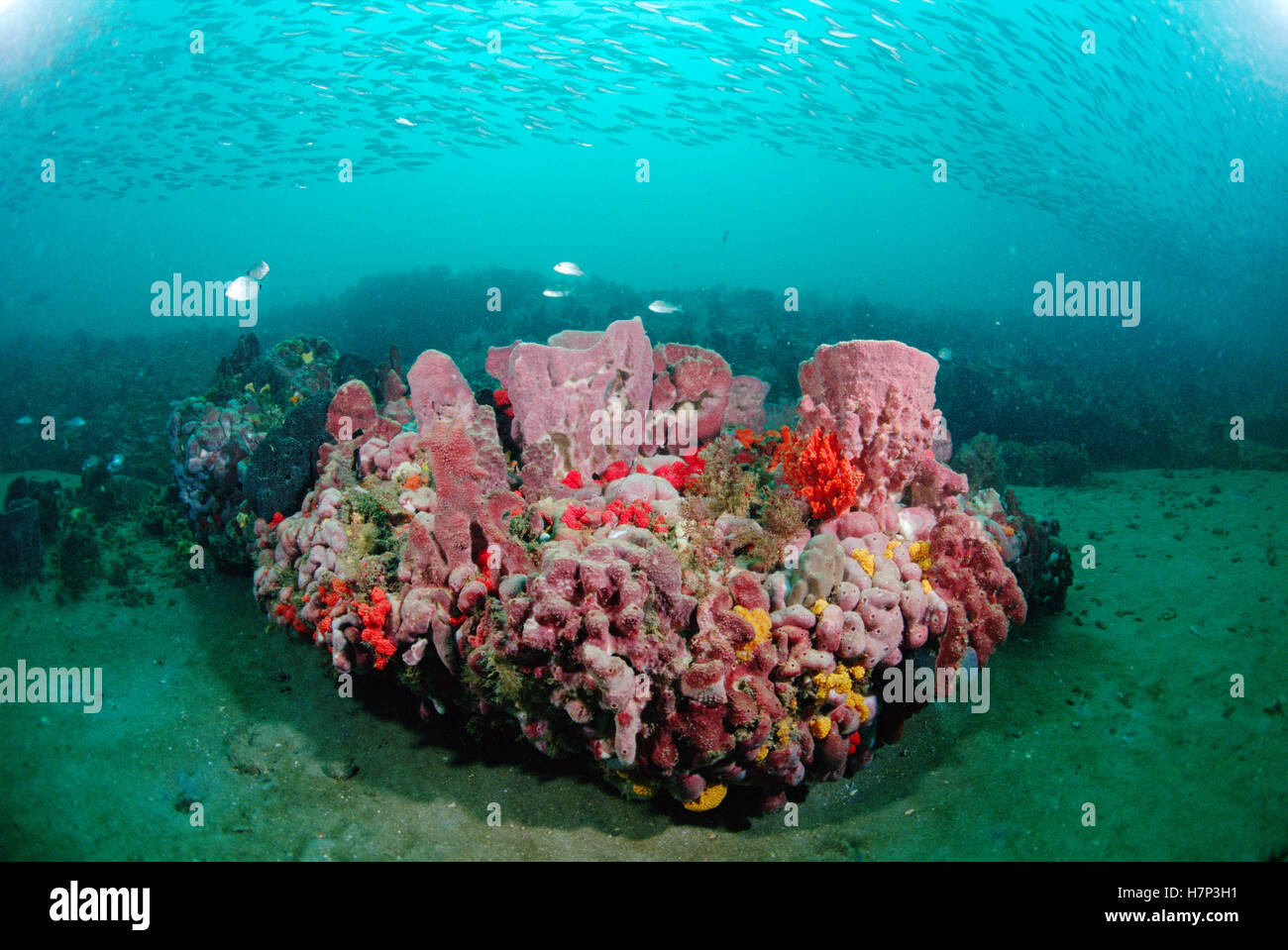 Coral and schooling fish, Gray's Reef National Marine Sanctuary, Stock Photo Alamy