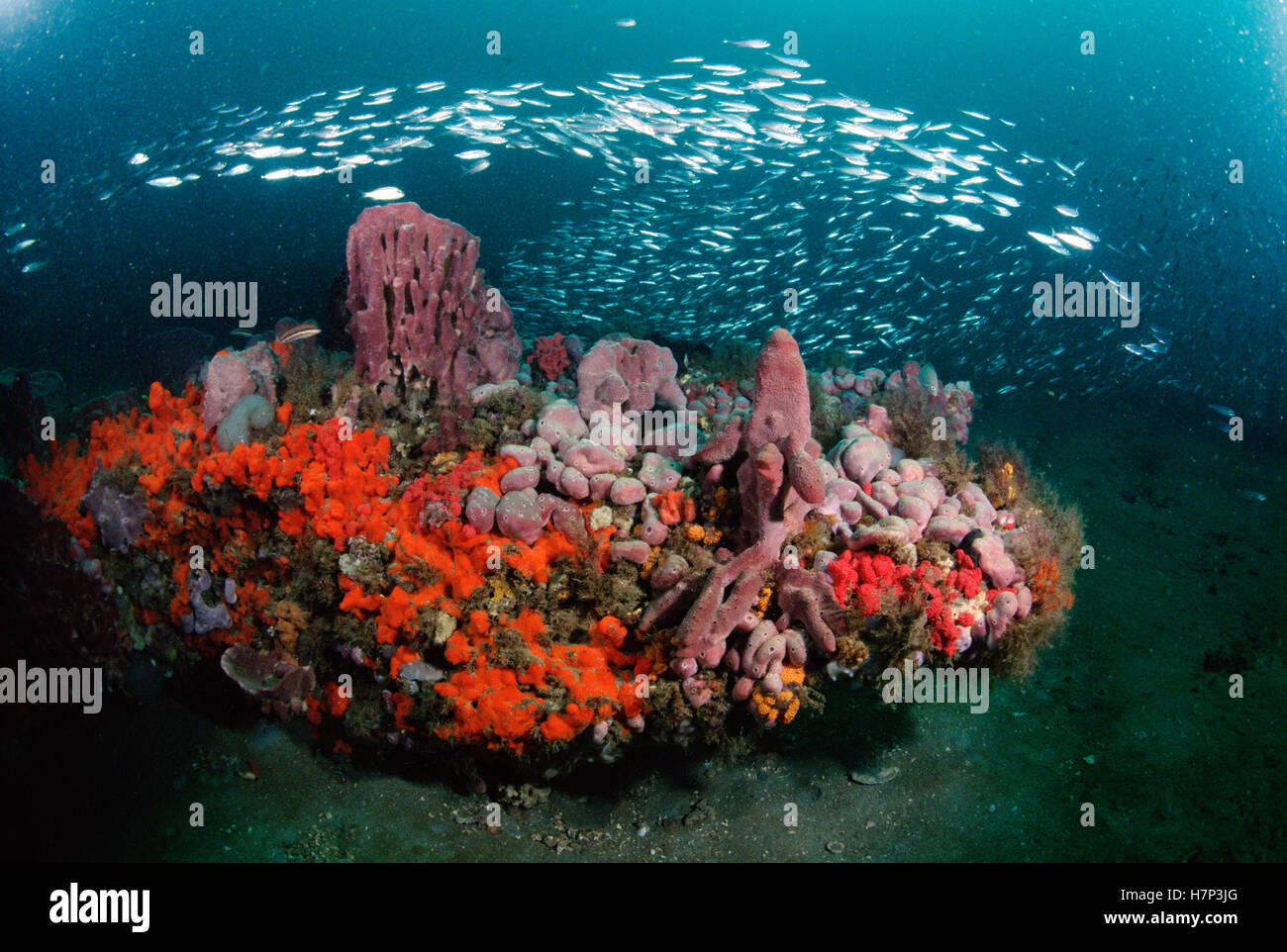 Coral and schooling fish, Gray's Reef National Marine Sanctuary, Stock Photo Alamy