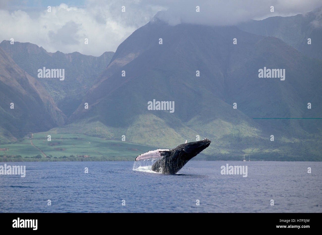 Humpback Whale Megaptera Novaeangliae Breaching Hawaiian Islands 