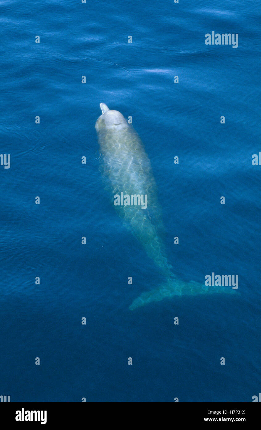 Bottlenose Whale (Hyperoodon ampullatus) surfacing, Nova Scotia, Canada ...