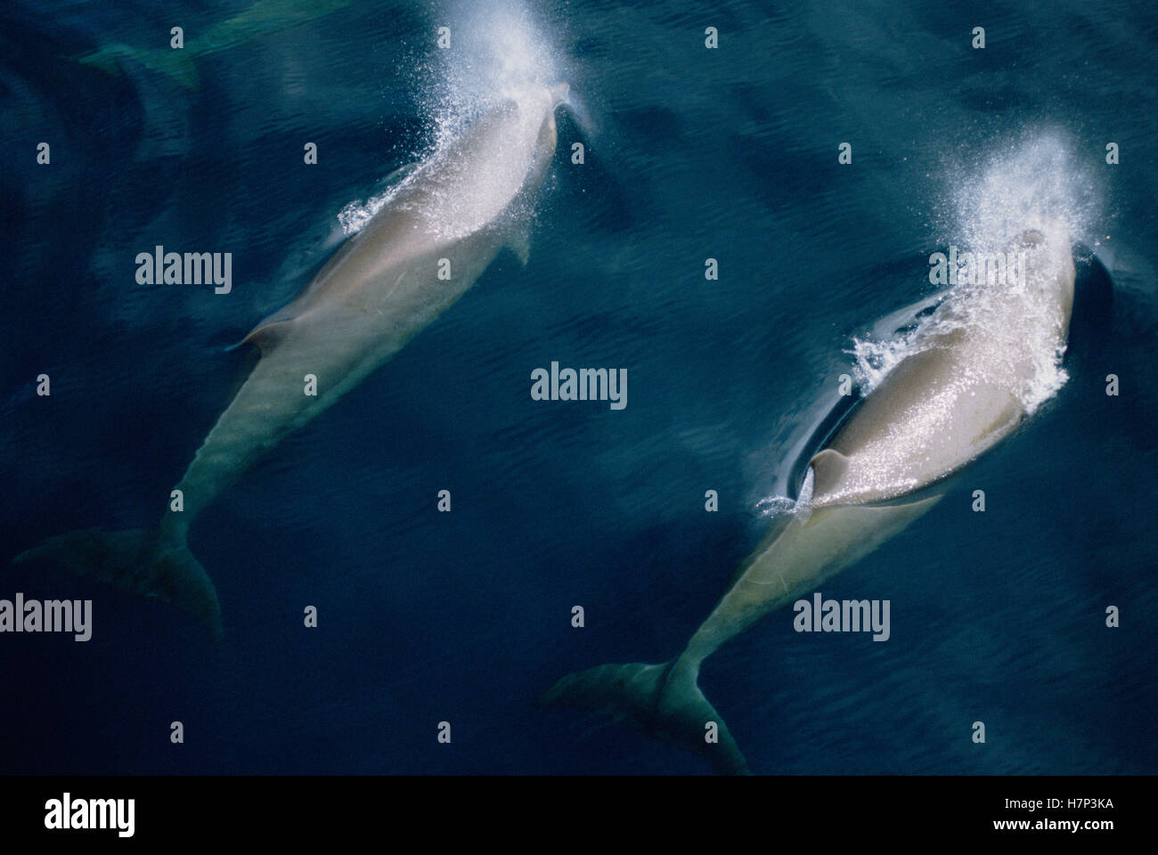 Bottlenose Whale (Hyperoodon ampullatus) pair surfacing in unison, Nova