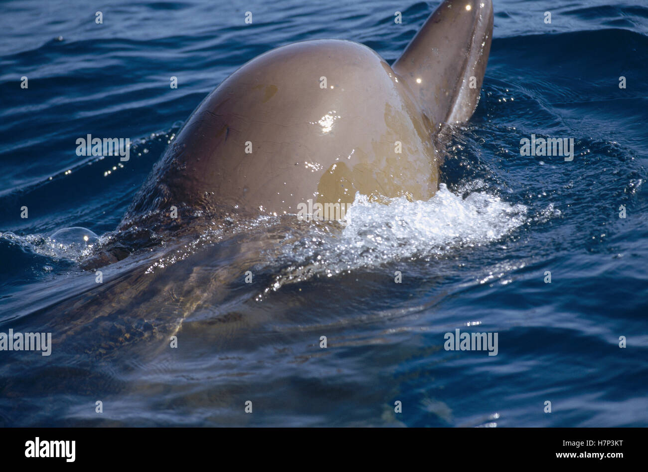 Bottlenose Whale (Hyperoodon ampullatus) surfacing, Nova Scotia, Canada ...