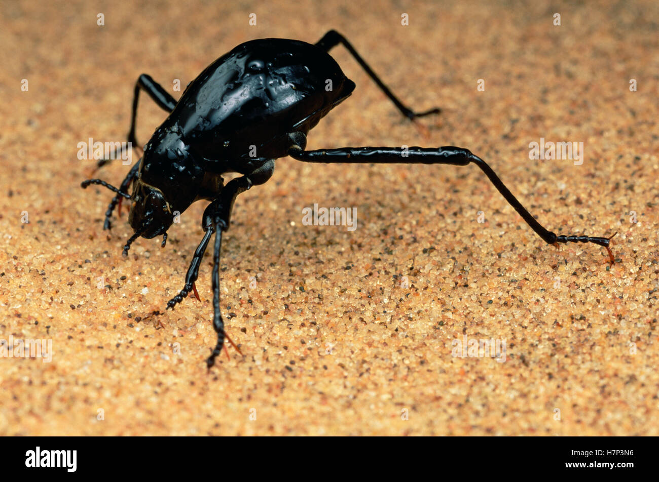 Darkling Beetle (Onymacris unguicularis) tips its head down to drink