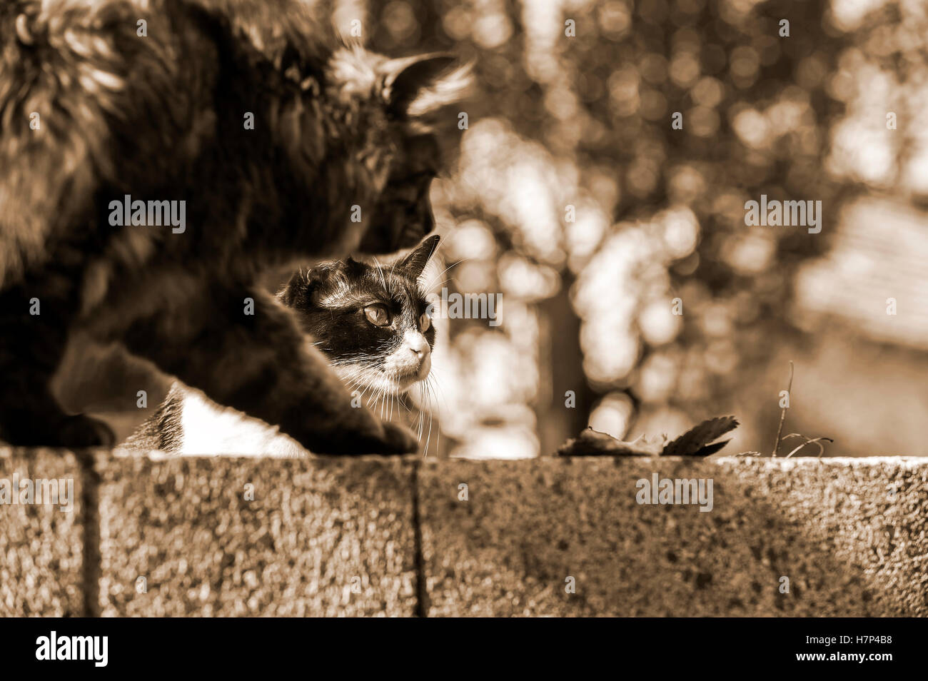 Two cats are looking at something. Stock Photo
