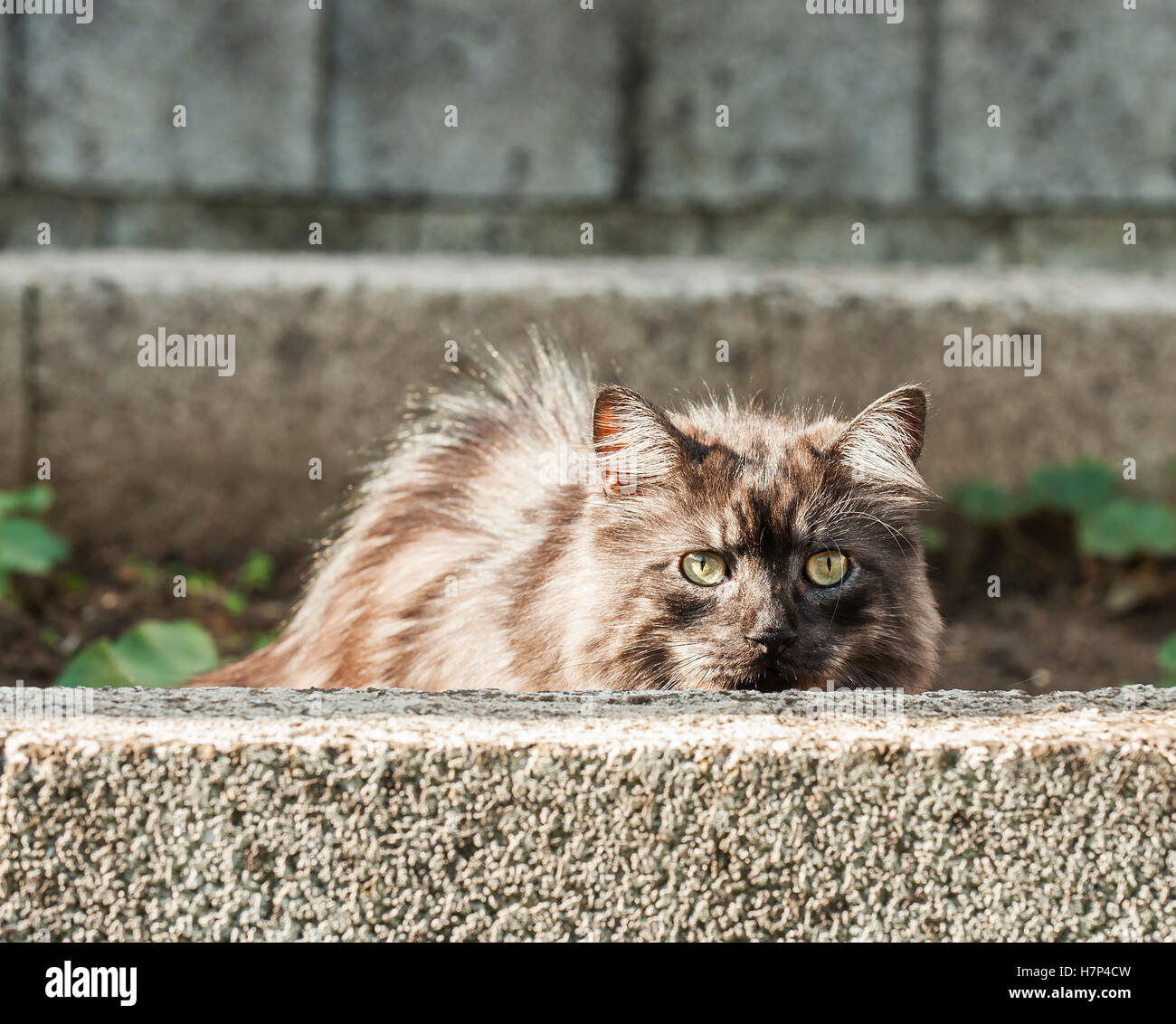 Silver cat is hidding behind a concrete wall. Stock Photo