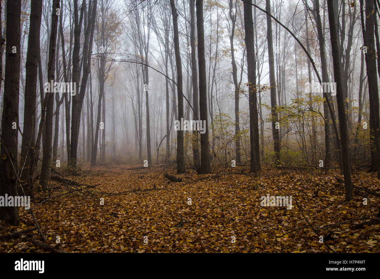 Foggy Forest Trail In Autumn.  Leaves line a trail through a foggy forest autumn landscape in autumn. Stock Photo