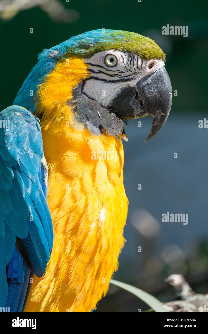 Close up of a blue and yellow Hyacinth Macaw. Stock Photo