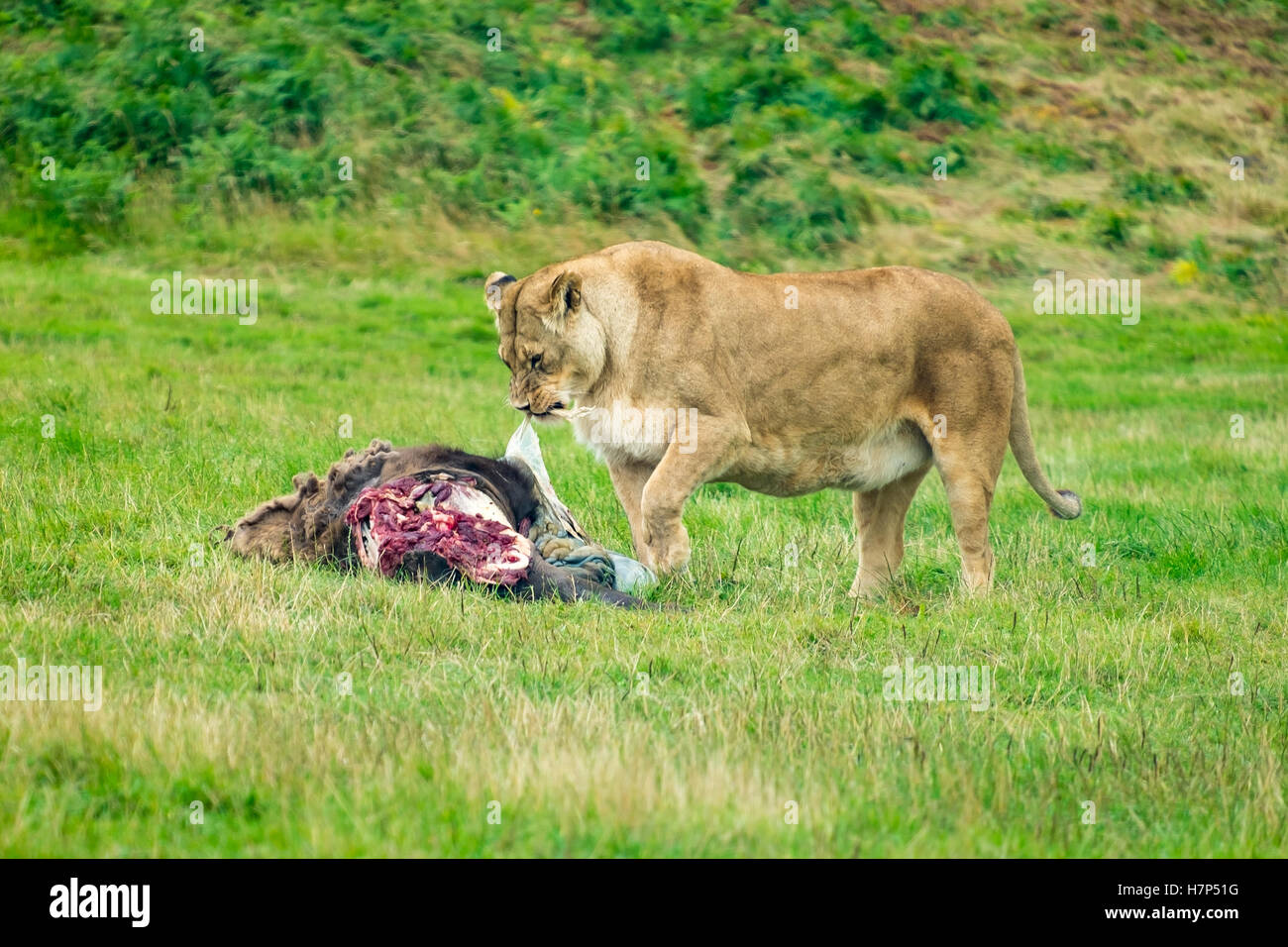 Adult lioness at feeding time. Stock Photo