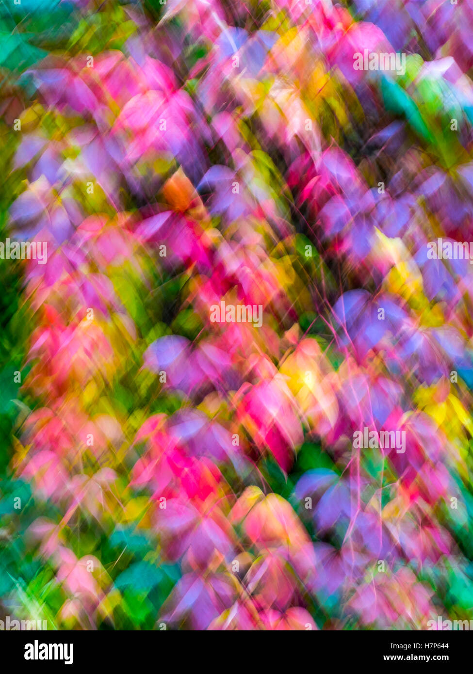 Multicoloured vine leaves in autumn with intentional blurring movement - France. Stock Photo
