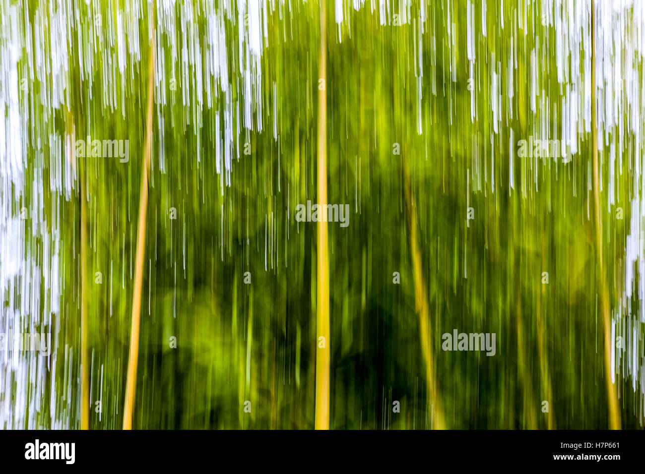 Intentional camera movement of bamboo canes - France. Stock Photo