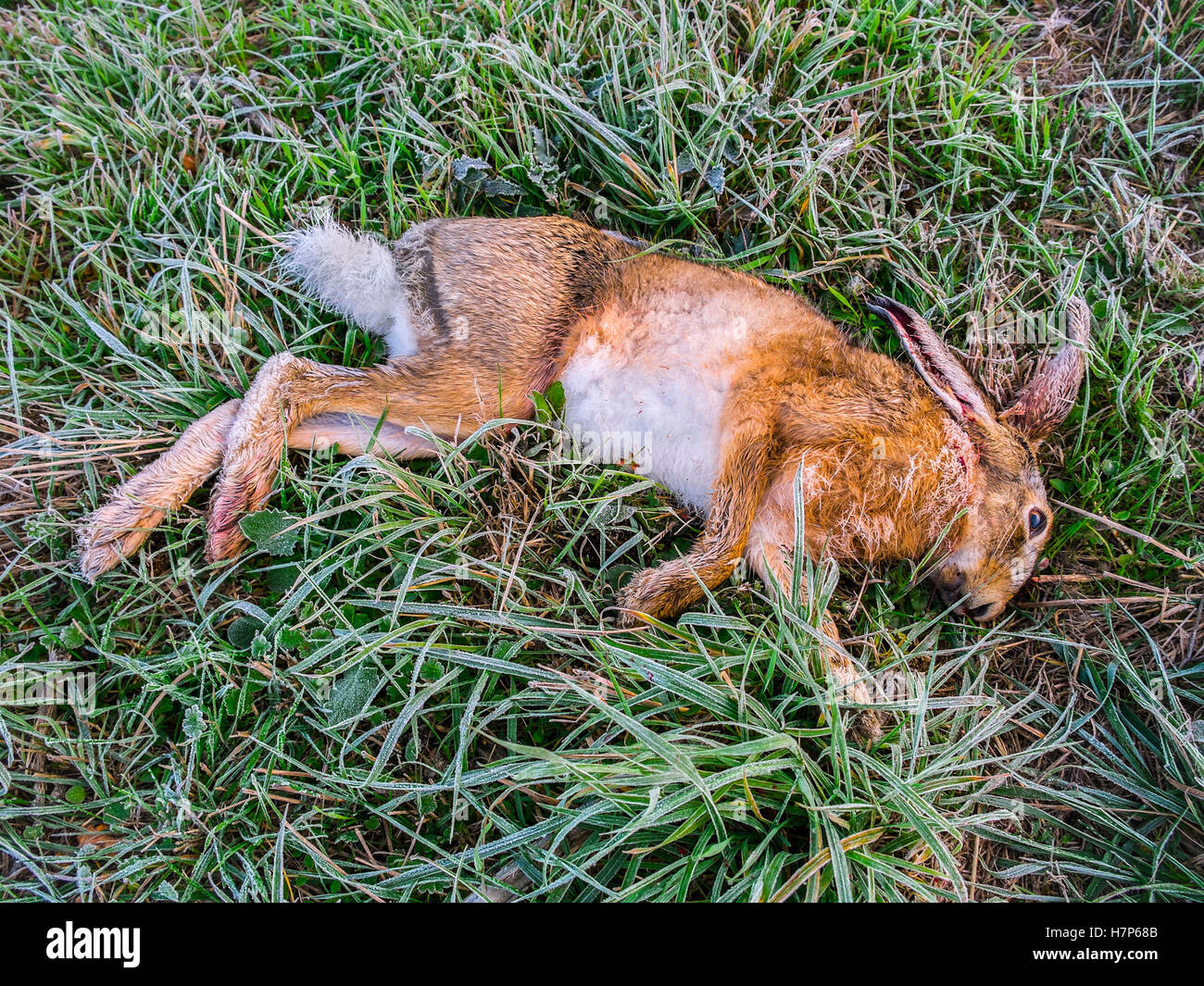 Dead Hare on roadside verge / accident victim - France. Stock Photo
