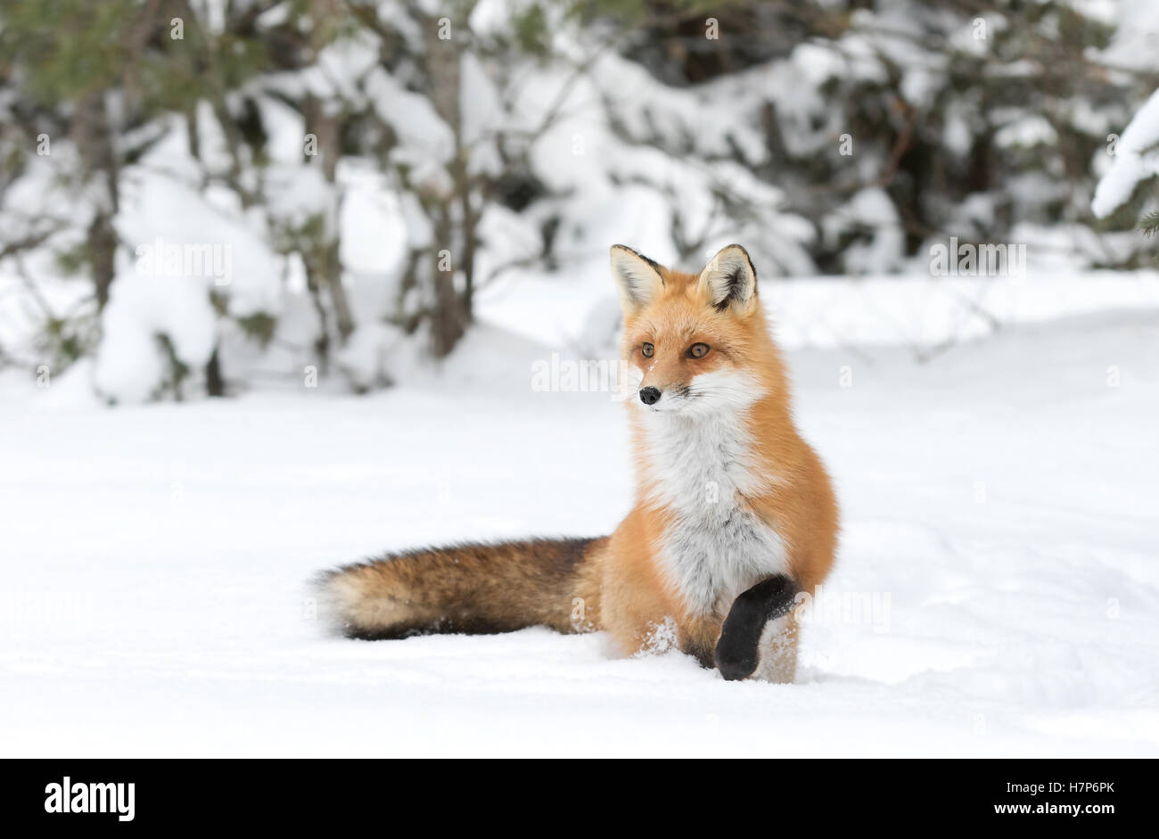 Red fox (Vulpes vulpes) in winter in Algonquin Park Canada Stock Photo ...