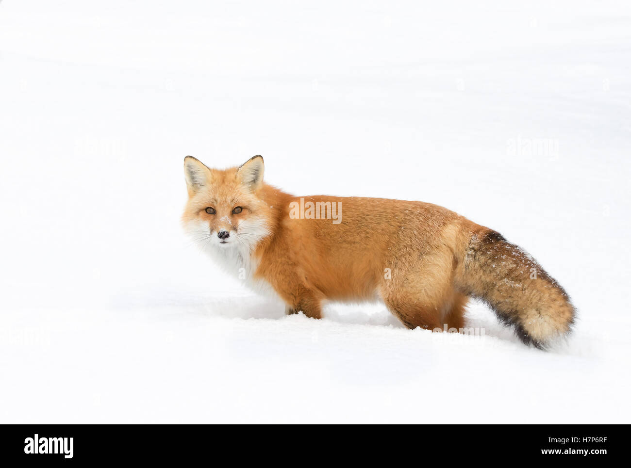Winter season in canada Cut Out Stock Images &amp; Pictures - Alamy