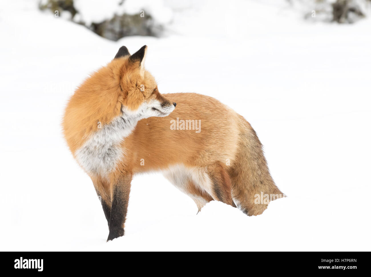 Red fox (Vulpes vulpes) in winter in Algonquin Park Canada Stock Photo ...