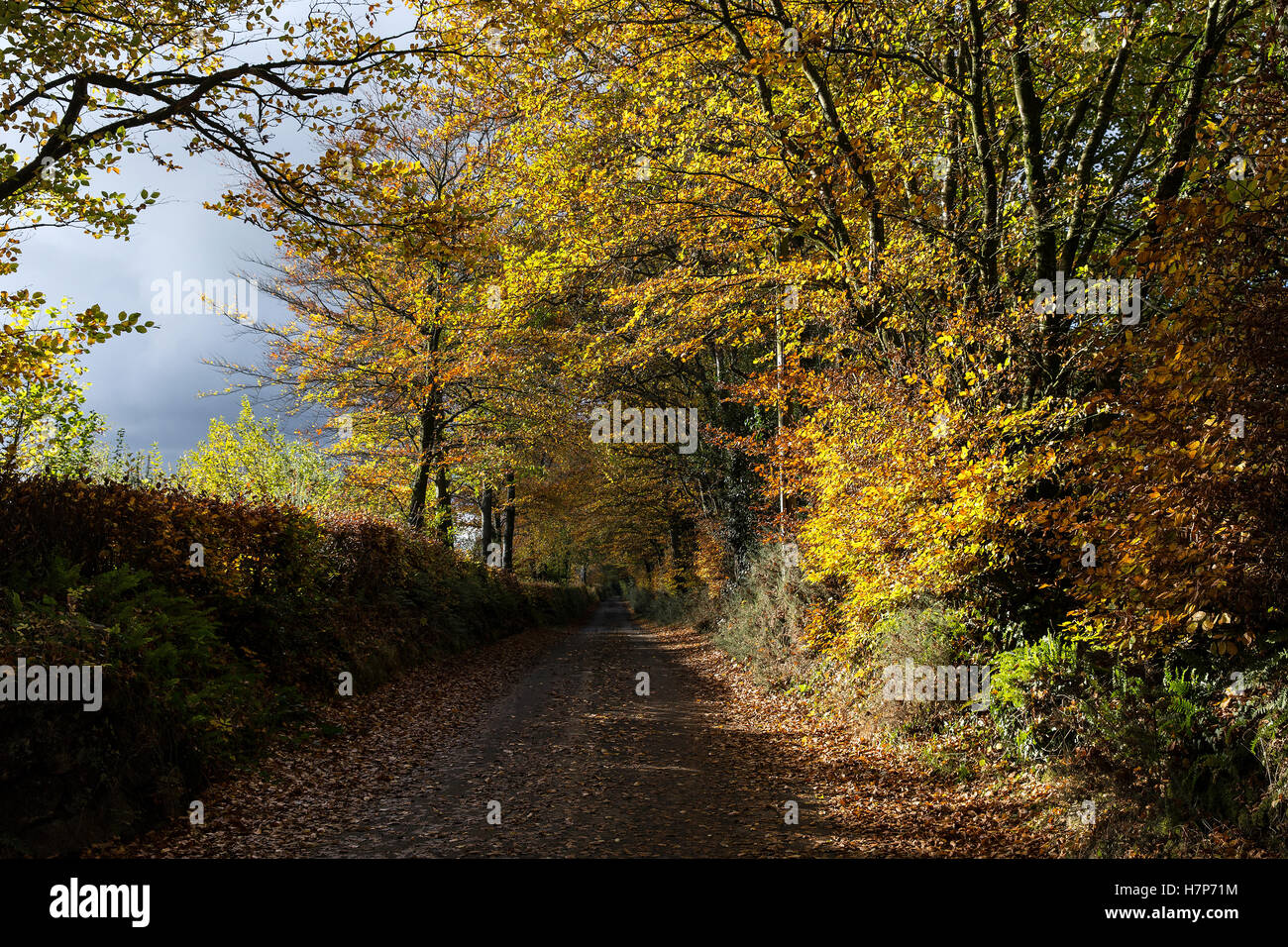 avenue of autumn trees near moretonhampstead, path, autumn Stock Photo