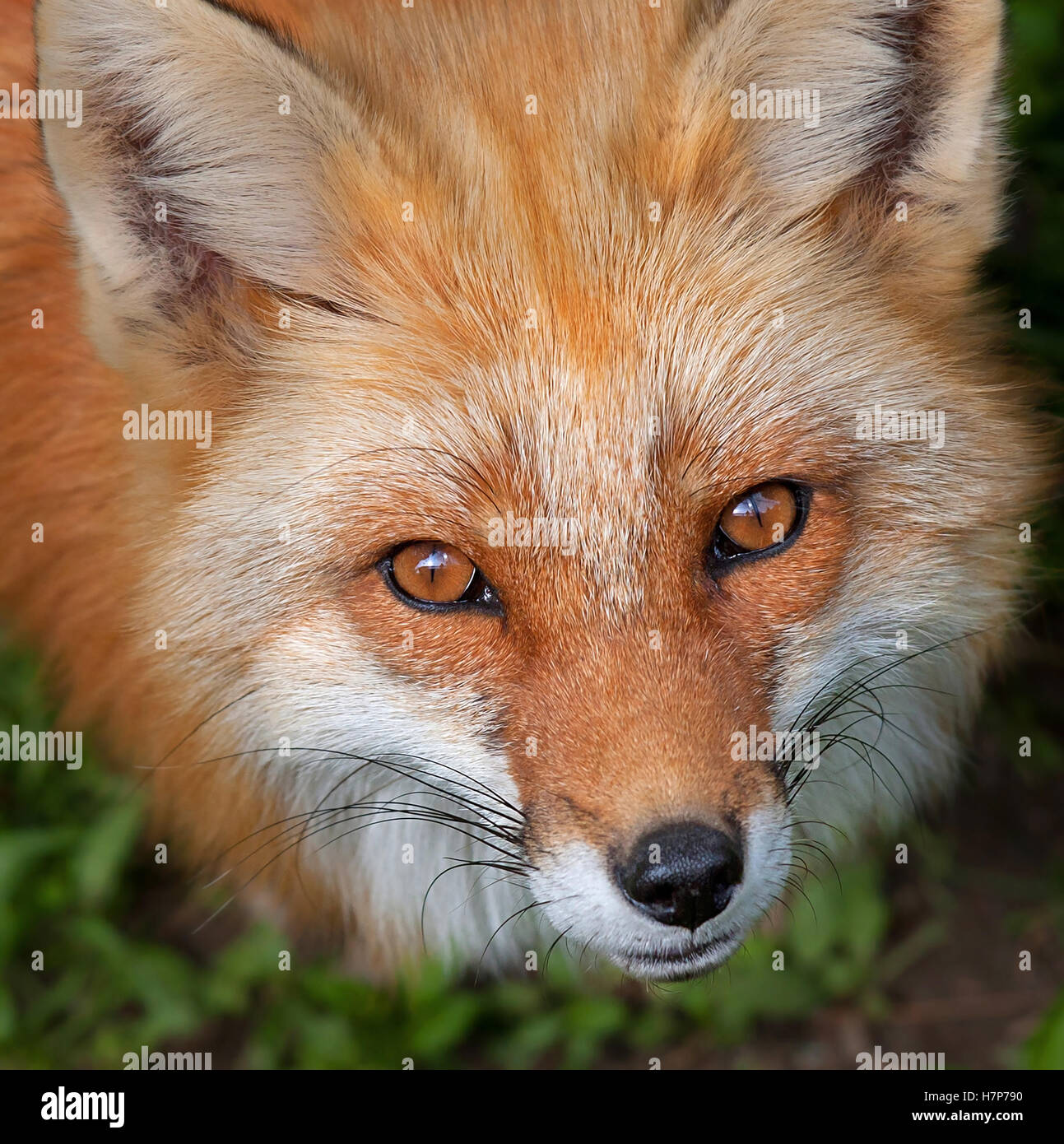 Red fox portrait in winter in Algonquin Park Canada Stock Photo - Alamy