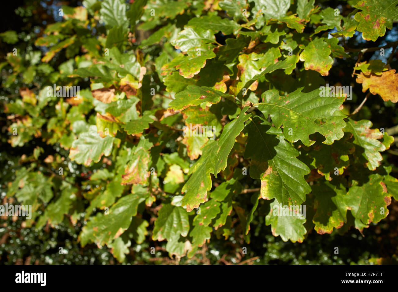 oak leaves starting to turn in autumn sunshine Stock Photo