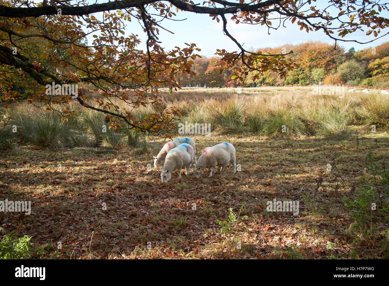 flock of sheep in rough grassland parkland in chorley lancashire uk Stock Photo