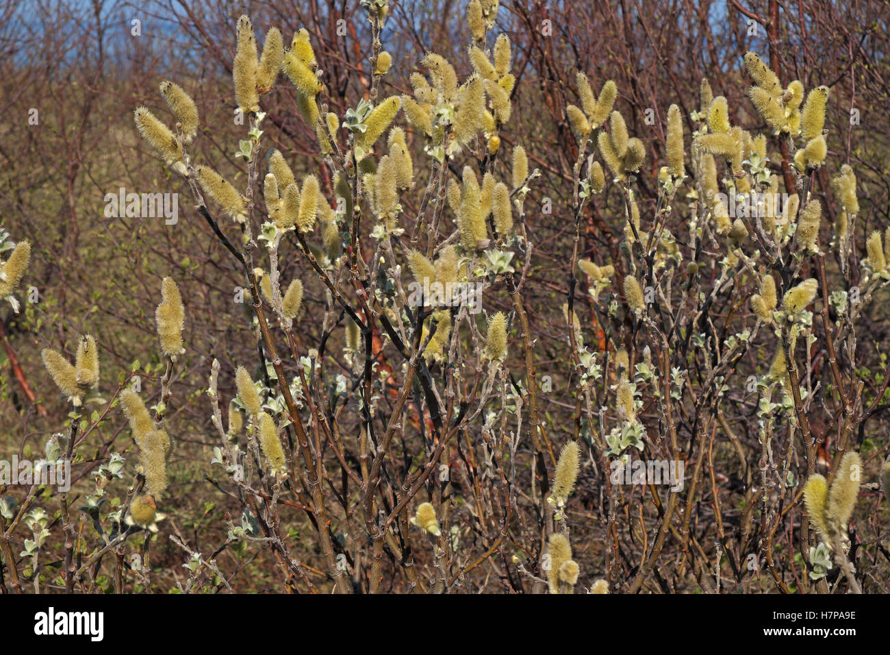 Downy Willow blossom (Salix lapponum), Husavik, Iceland. Stock Photo