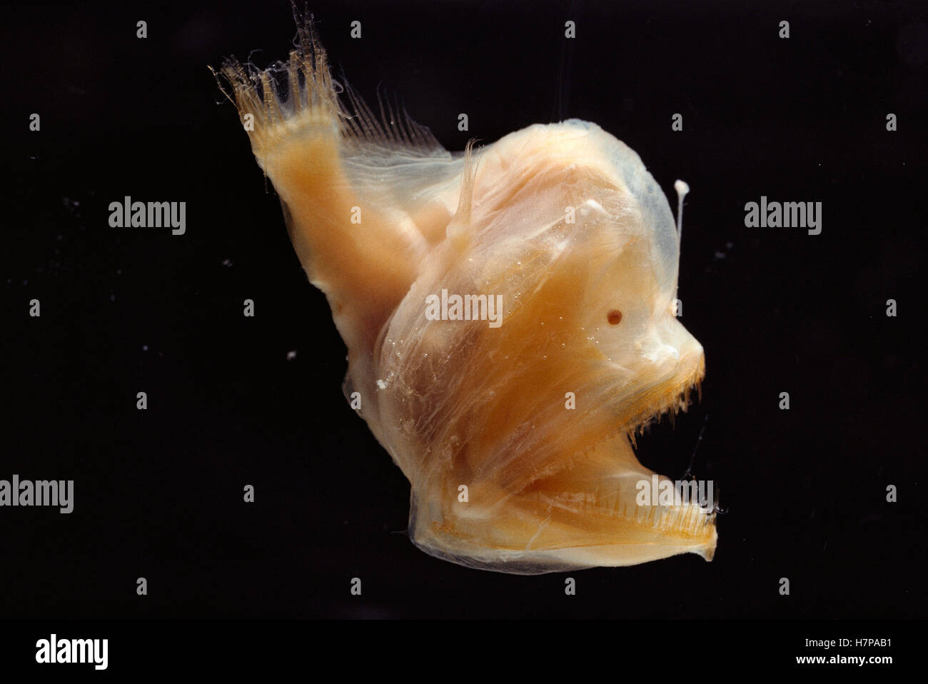 Murray's Abyssal Anglerfish (Melanocetus murrayi) juvenile, note the light organ used to attract prey in the deep sea Stock Photo