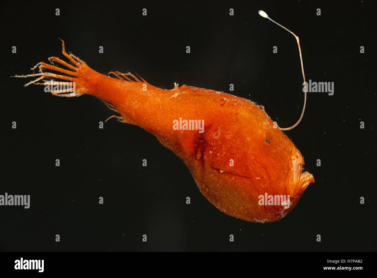 Triplewart Seadevil (Cryptopsaras couesii) a deep sea anglerfish uses