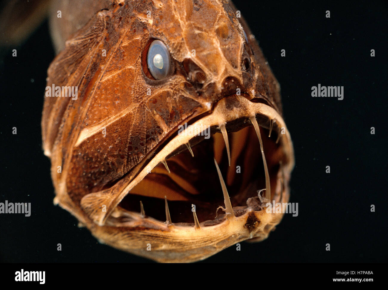 Fangtooth (Anoplogaster cornuta) adult portrait underwater showing open ...