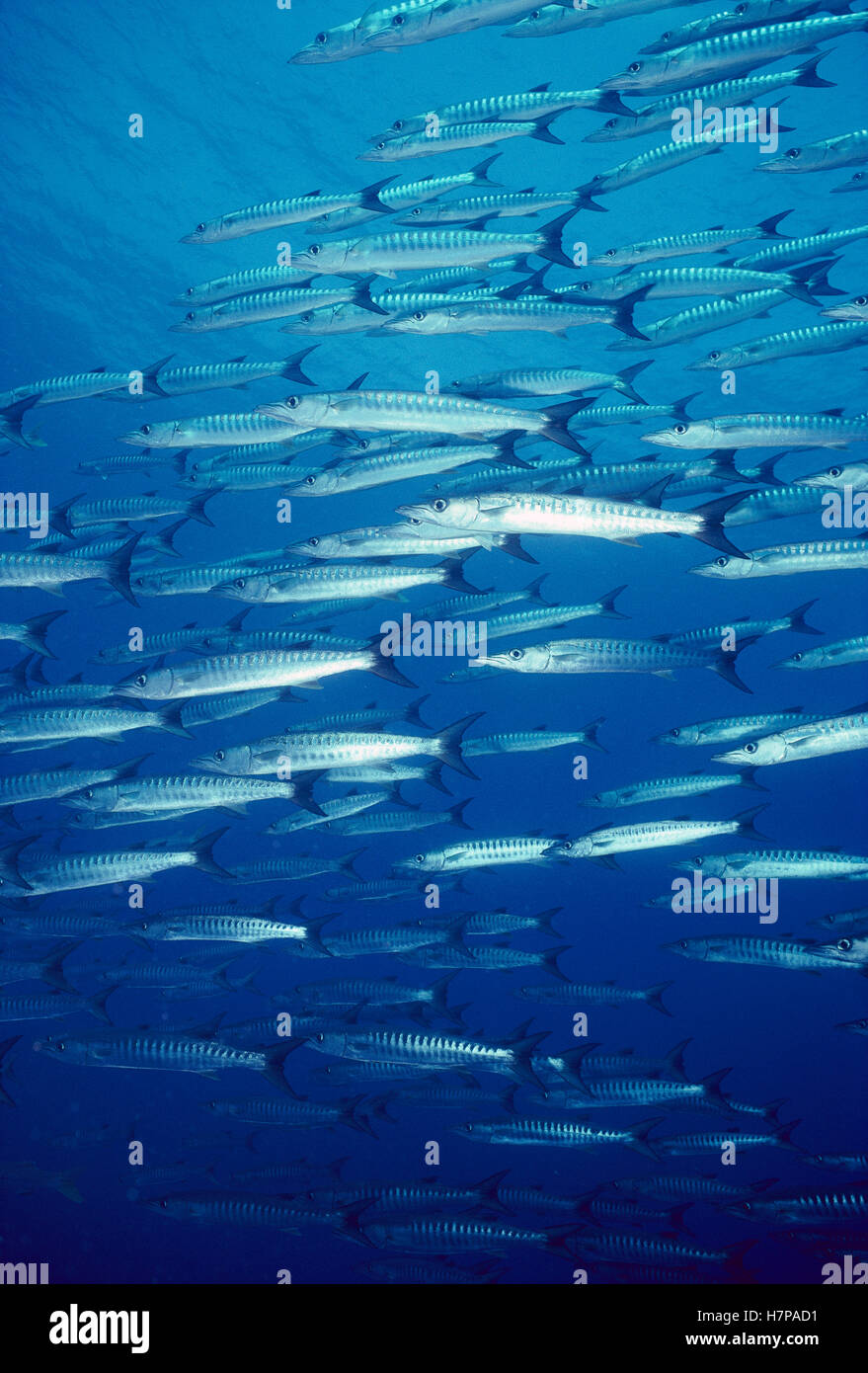 Barracuda (Sphyraena sp) schooling, large predators, Fiji Stock Photo