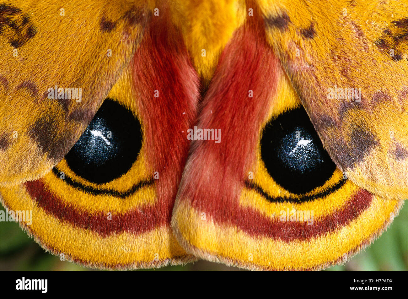 Io Moth (Automeris io) a member of the Giant Silkworm Moth family ...