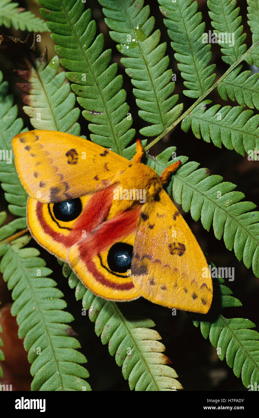 Io Moth (Automeris io) a member of the Giant Silkworm Moth family ...