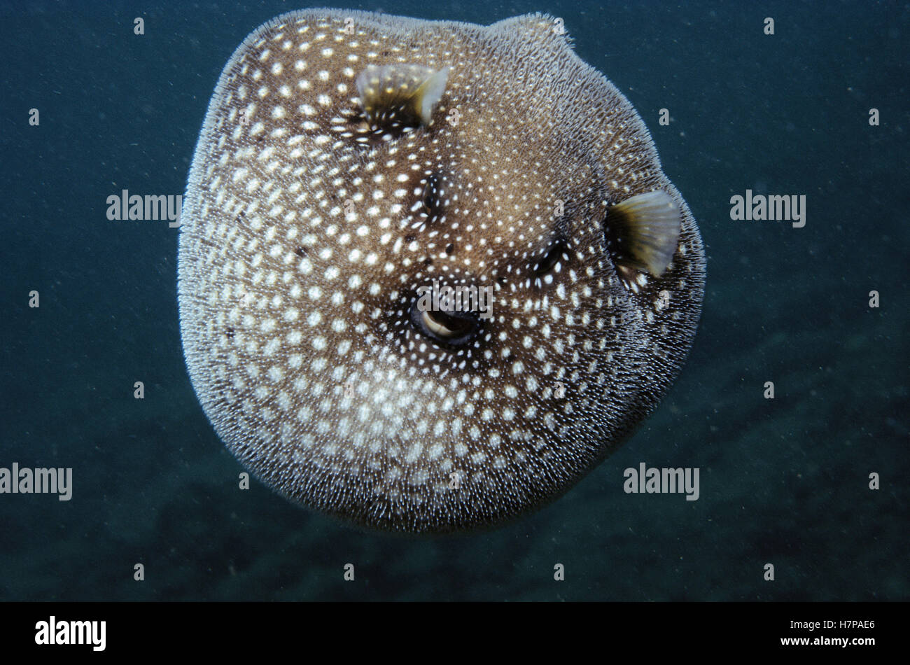 Guineafowl Pufferfish (Arothron meleagris) inflated in defense display