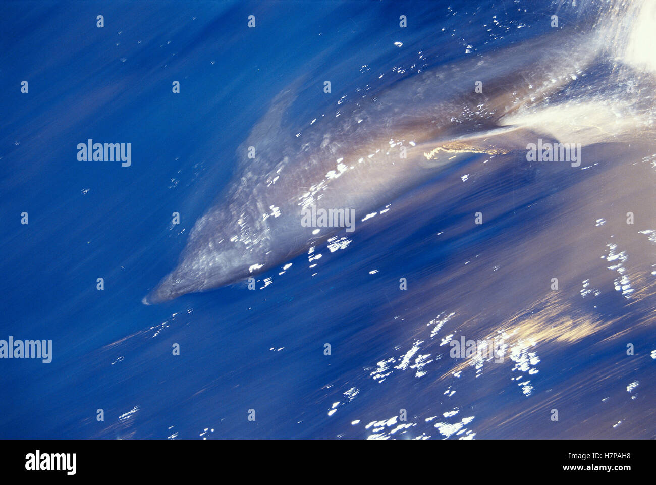 Bottlenose Dolphin (Tursiops truncatus) pair swimming, Socorro Island