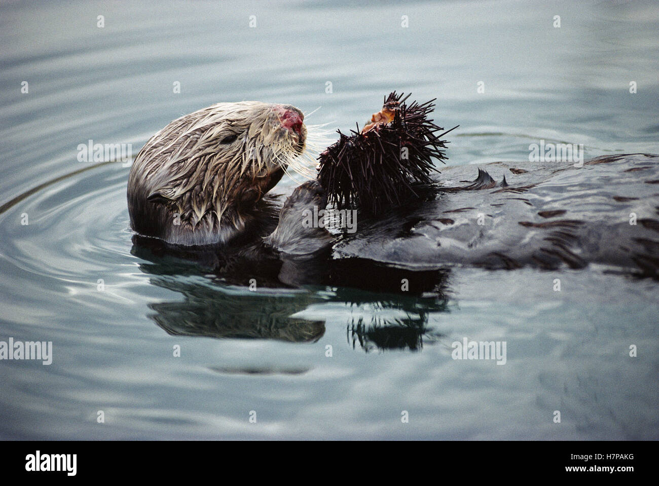 Sea Otter (Enhydra lutris) creates healthier Kelp forests by eating Urchins, California Stock