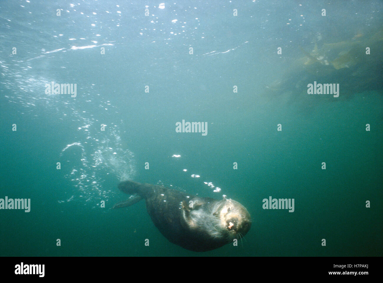 Sea Otter (Enhydra lutris) swimming underwater, creates healthier Kelp forests by eating Urchins