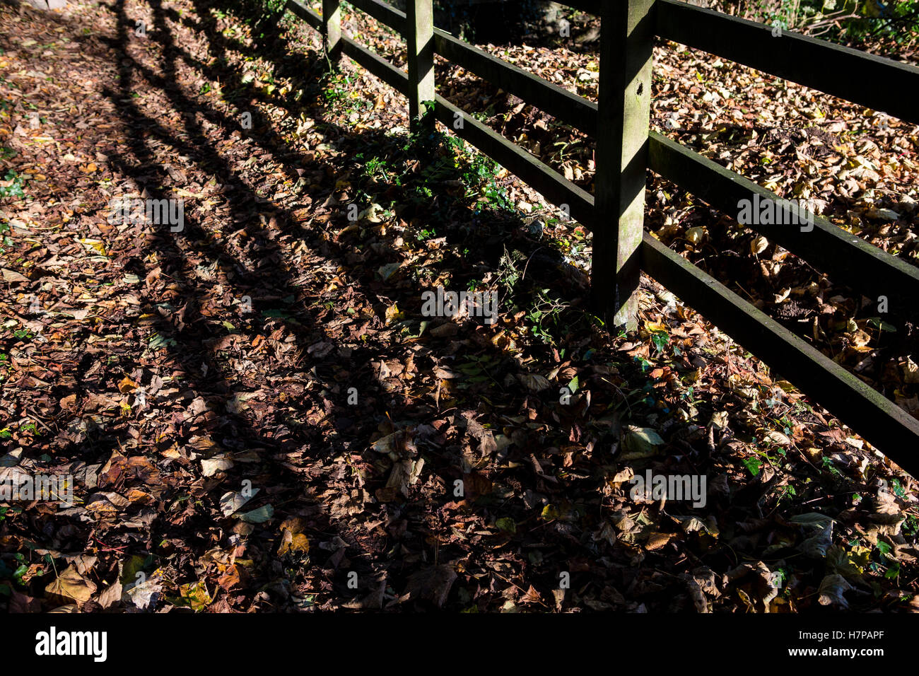 Dead leaves scattered across a country path with the shadow of a wooden fence cast over the ground. Stock Photo