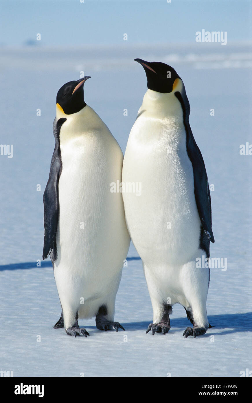 Emperor Penguin (Aptenodytes forsteri) pair on ice edge, calls are used